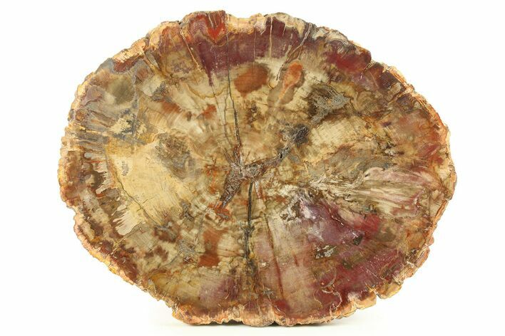 Colorful, Petrified Wood (Araucaria) Round - Madagascar #271238